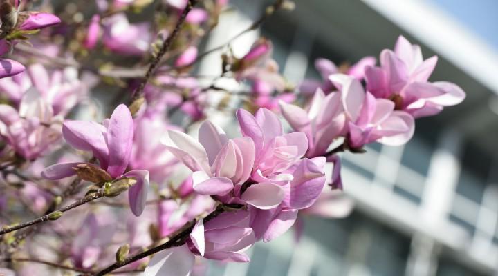 Blossoms2.jpg